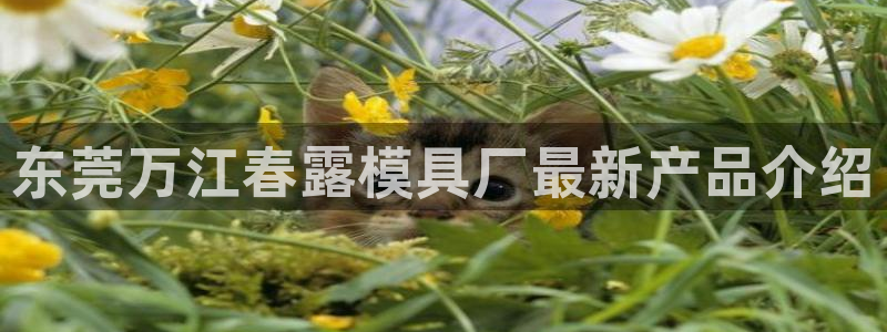 太阳集团电子游戏(中国)有限公司：东莞万江春露模具厂最新产品介绍